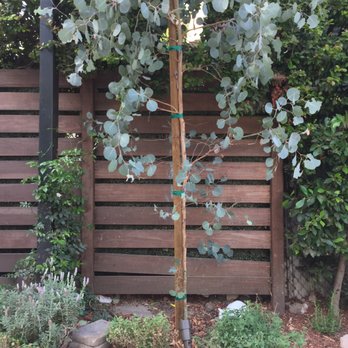 Corona Artscaping - Silver Dollar Eucalyptus! - Landscaping Near Me - Los Angeles, California Corona Artscaping - Silver Dollar Eucalyptus! - Landscaping Near Me - Los Angeles, California