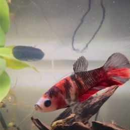 Female Koi Betta