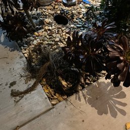 Roots! Roots!