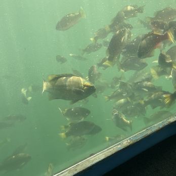 Glass Bottom Boat - Boating Near Me - Redondo Beach, California