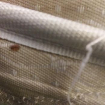 Motel 6 - Bed bugs on bed at Motel 6 - Hotels Near Me - Warminster, Pennsylvania Motel 6 - Bed bugs on bed at Motel 6 - Hotels Near Me - Warminster, Pennsylvania