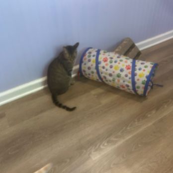 MeowTown - cat - Themed Cafes Near Me - Alton, Illinois MeowTown - cat - Themed Cafes Near Me - Alton, Illinois