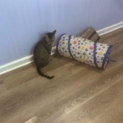 MeowTown - Cat
