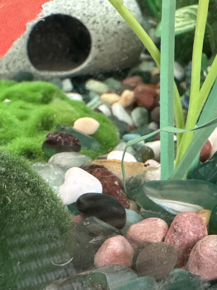 All in 1 Petshop Image