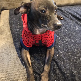 WoofPack Oc - Pet Training Near Me WoofPack Oc - Pet Training Near Me