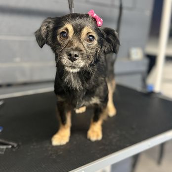 M&M’s Pet Spa - Pet Groomers Near Me - Visalia, California M&M’s Pet Spa - Pet Groomers Near Me - Visalia, California