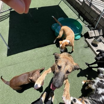 Staycation For Dogs - Pet Groomers Near Me - Vista, California