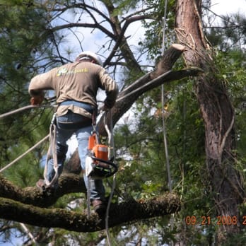 Embark Tree and Landscape Services, L.P. - a man using a chainsaw to trim a tree - Landscaping Near Me - Houston, Texas Embark Tree and Landscape Services, L.P. - a man using a chainsaw to trim a tree - Landscaping Near Me - Houston, Texas
