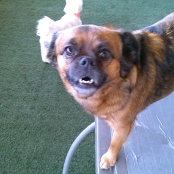 Pet Paradise Plano Premier - Pet Training Near Me - Plano, Texas Pet Paradise Plano Premier - Pet Training Near Me - Plano, Texas