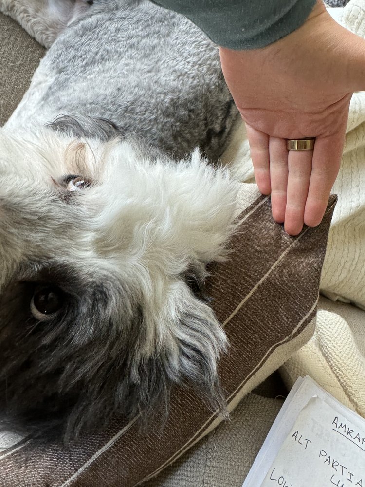 Midtown Groom & Board - pet boarding facility in Austin, TX