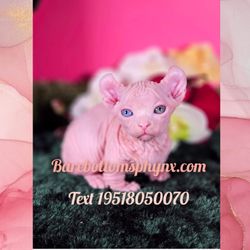 Bare Bottom Sphynx And Bambino - Beautiful female dwelf kitten available odd eye dwelf bullycat