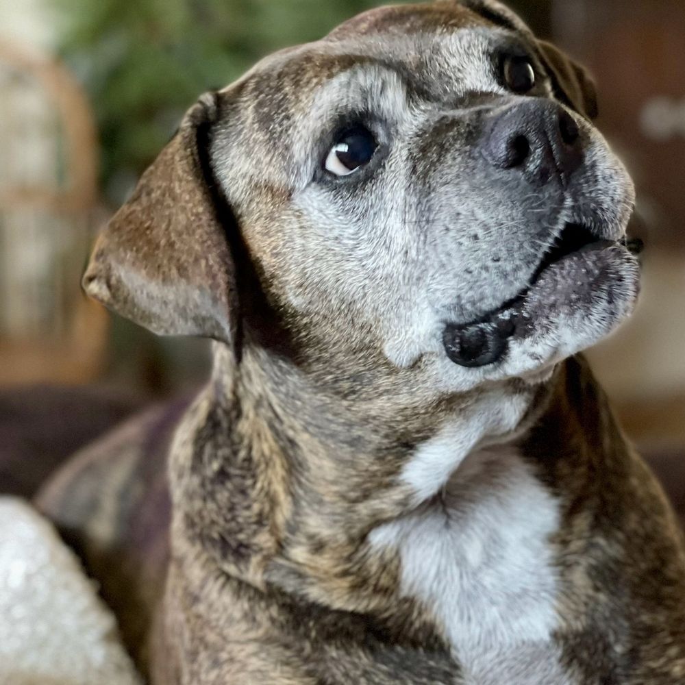 TOP 10 BEST Animal Rescue & Shelter near Orangevale, CA - Updated 2026 -  Yelp