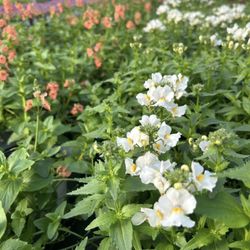 Sewickley Creek Greenhouse