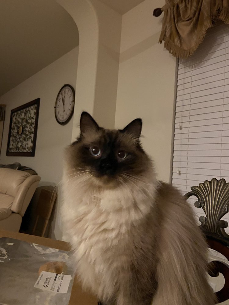 TRACY’S TLC GROOMING 33 Photos & 24 Reviews 5131 Fm 2351 Rd