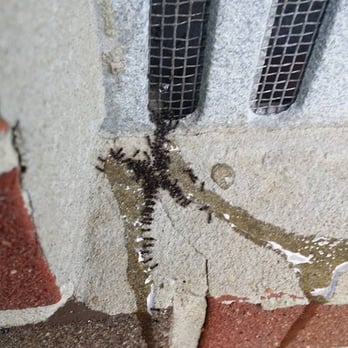 Delta Pest Solutions - Pest Control Near Me - Hartfield, Virginia