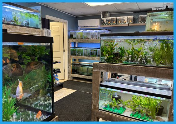 Aquatic Plants - Everything aquariums, plants & more! Freshwater Fish. Freshwater Plants. Saltwater Fish. Coral and Anemones. Terrestrial Plants. Aquascaping. Supplies. and so much more… Aquatic Plants - Everything aquariums, plants & more! Freshwater Fish. Freshwater Plants. Saltwater Fish. Coral and Anemones. Terrestrial Plants. Aquascaping. Supplies. and so much more…