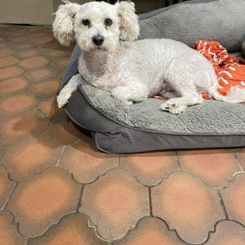 Got Your Six K9 Rescue - Animal Shelters Near Me - Phoenix, Arizona