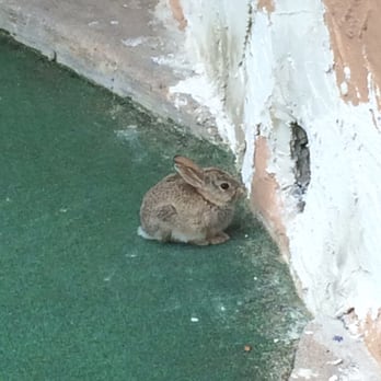 Putter's Pride - Bunnies everywhere! Bunnies on the green, bunnies in the windmills! - Mini Golf Near Me - Denver, Colorado Putter's Pride - Bunnies everywhere! Bunnies on the green, bunnies in the windmills! - Mini Golf Near Me - Denver, Colorado