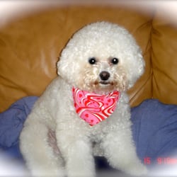 501c3 4u - Our sweet AJ - RIP