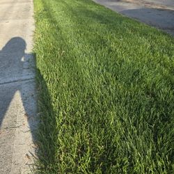 Grow Green Lawn Services - Vibrant Green I Mean!!!