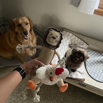 Pet Supplies Plus Bettendorf - Had to get her "little" sister a toy too - Pet Groomers Near Me - Bettendorf, Iowa