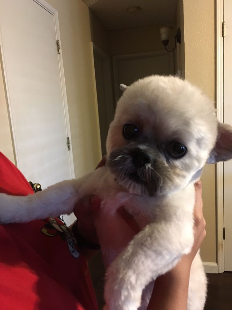 CLASSY CANINE Updated August 2024 1842 Main St, Delano, California