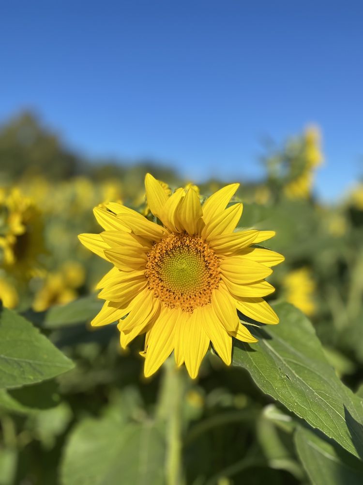 COUNTRY DREAMS FARM Updated September 2024 60 Photos 260 Pellerin