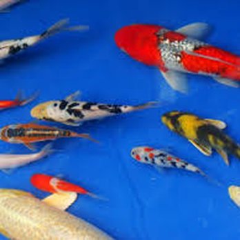 Bonsai Koi Ponds - Aquarium Services Near Me - Pinellas Park, Florida Bonsai Koi Ponds - Aquarium Services Near Me - Pinellas Park, Florida