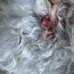 Camp Bow Wow - Open wound