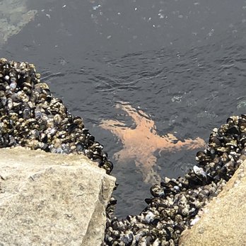 Coast Guard Wharf - Starfish, I know that's not the scientific name, . - Landmarks & Historical Buildings Near Me - Monterey, California