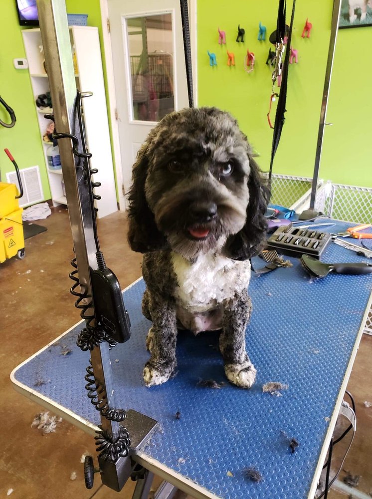 DOG’ON SALON 45 Photos Pet Groomers 189 N US Hwy 31, Whiteland