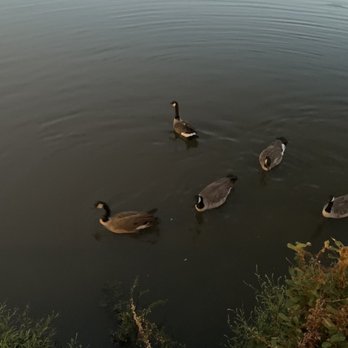Gatsby's Landing - Geese - New American Near Me - Roslyn, New York