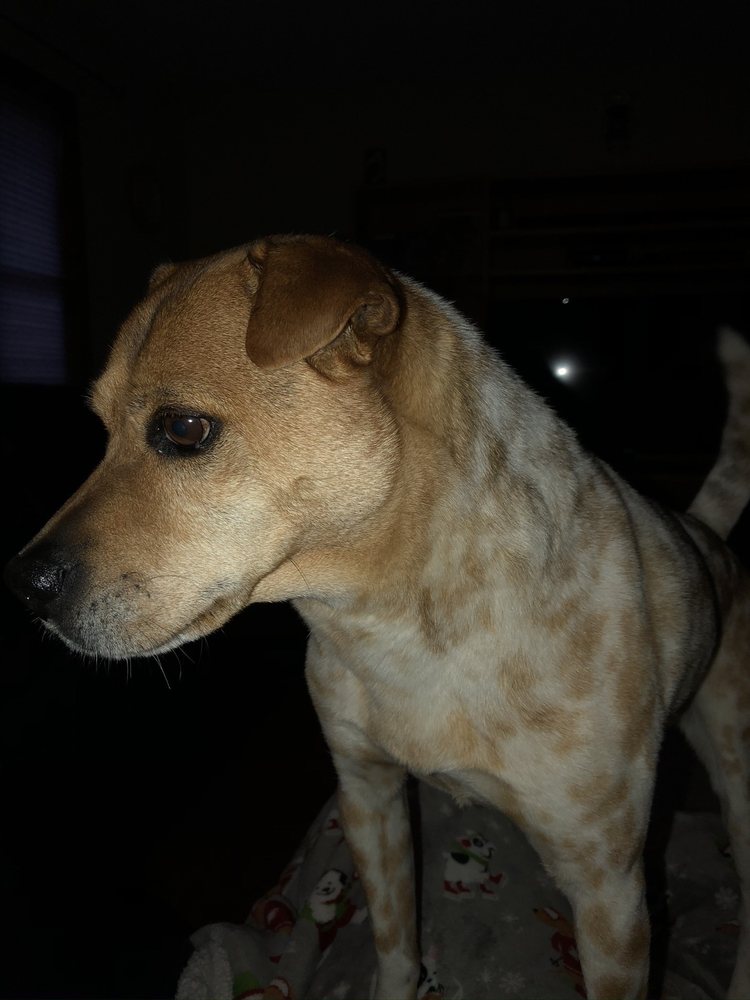 COUNTRY CLUB KENNELS Updated September 2024 107 N Cross Rd, Lagrangeville, New York Pet