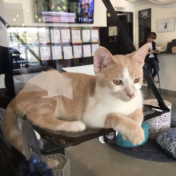 Cat & Craft - Coffee & Tea Near Me - Vista, California Cat & Craft - Coffee & Tea Near Me - Vista, California