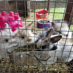 Jim's U-Fish - Baby bunnies!!!!
