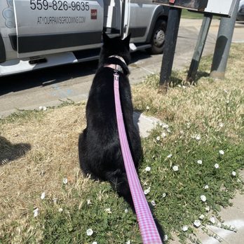 At Your Paws - Bumi wanted to go back for another facial - Pet Groomers Near Me At Your Paws - Bumi wanted to go back for another facial - Pet Groomers Near Me