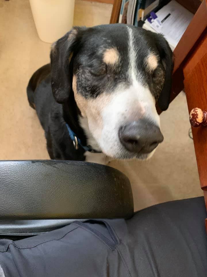 MORNING SUN KENNELS Updated September 2024 1038 Purdue Mountain Rd