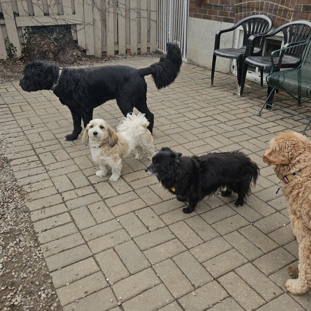 Hot Diggity Dogs - Gloria relaxing in the outdoor space - Pet Boarding Near Me - Etobicoke, Ontario