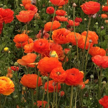 The Flower Fields - Venues & Event Spaces Near Me - Carlsbad, California The Flower Fields - Venues & Event Spaces Near Me - Carlsbad, California