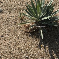 Ace Lawn Care Service - Actual trash left in my plant!
