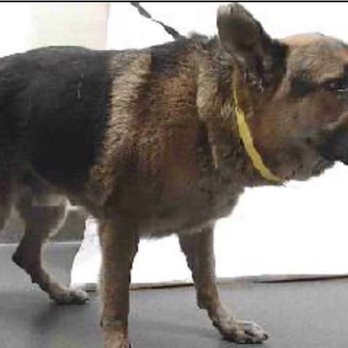 Ashton Grooming - Before pic of Jones... - Pet Groomers Near Me - Tehachapi, California