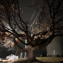 Amelia's Galena Ghost Tours - The gorgeous tree at the cemetery.