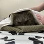 Photo of Garden City Park Animal Hospital