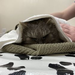 Garden City Park Animal Hospital - My stray cat bundled up in towels as to not scratch the vets and to be able to handle her gently