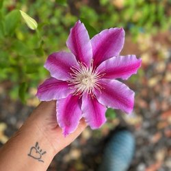 Linguistic Connection - We love the garden in full bloom at Linguistic Connection's Chrysalis Garden (Jardin Capullo)!