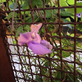 Copper Star Coffee - Lovely vine of a few shy sweet pea blossoms. - Coffee & Tea Near Me - Phoenix, Arizona