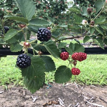 Froberg's Farm - Pick Your Own Farms Near Me - Alvin, Texas Froberg's Farm - Pick Your Own Farms Near Me - Alvin, Texas