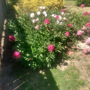 Wolverine Landscapes - Hybrid tea roses - Landscaping Near Me Wolverine Landscapes - Hybrid tea roses - Landscaping Near Me