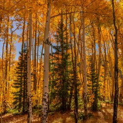 Gallery 113 - Artist John McClusky's photograph: Spruce and Golden Aspen