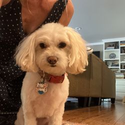 Happy Dog! Mobile Grooming Gift Card